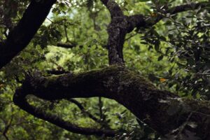 ДОПОЛНИТЕЛЬНЫЕ УСЛУГИ